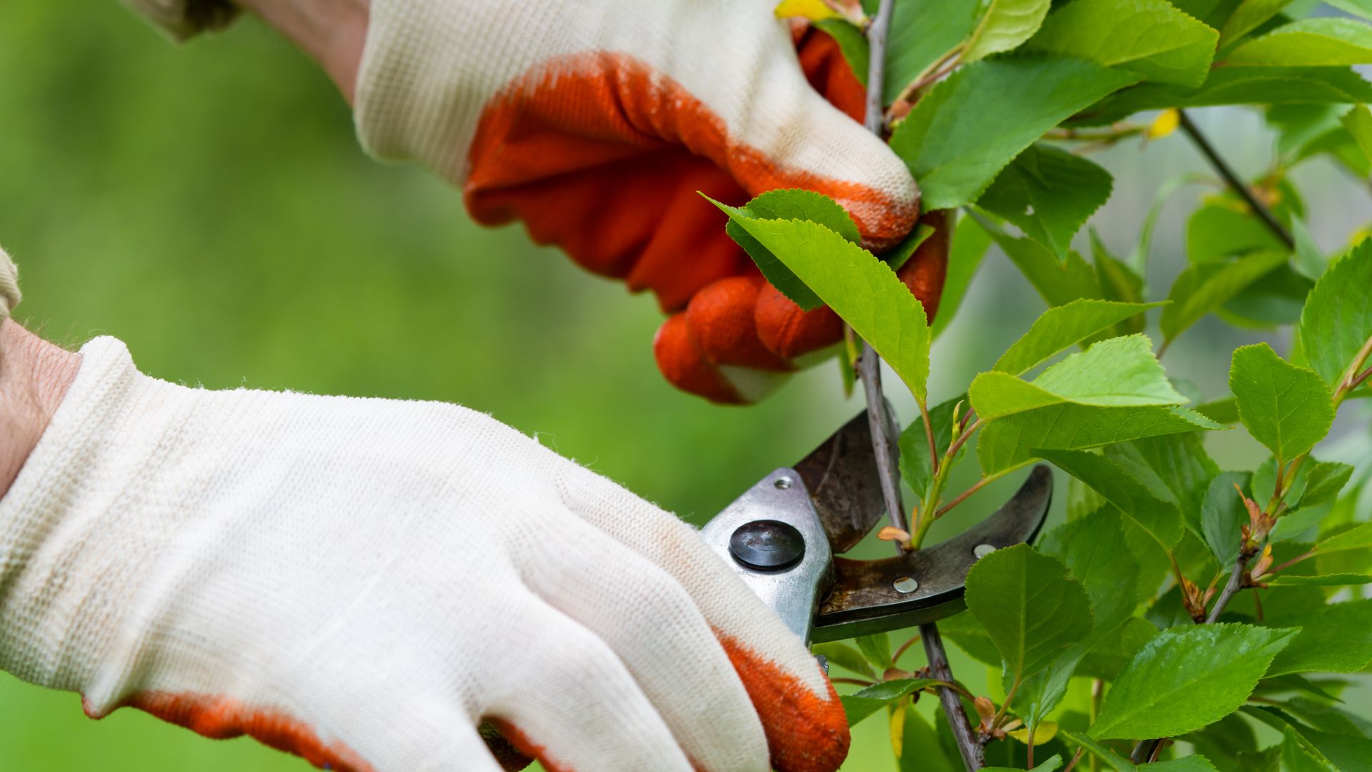 COMMERCIAL TREE MAINTENANCE 2