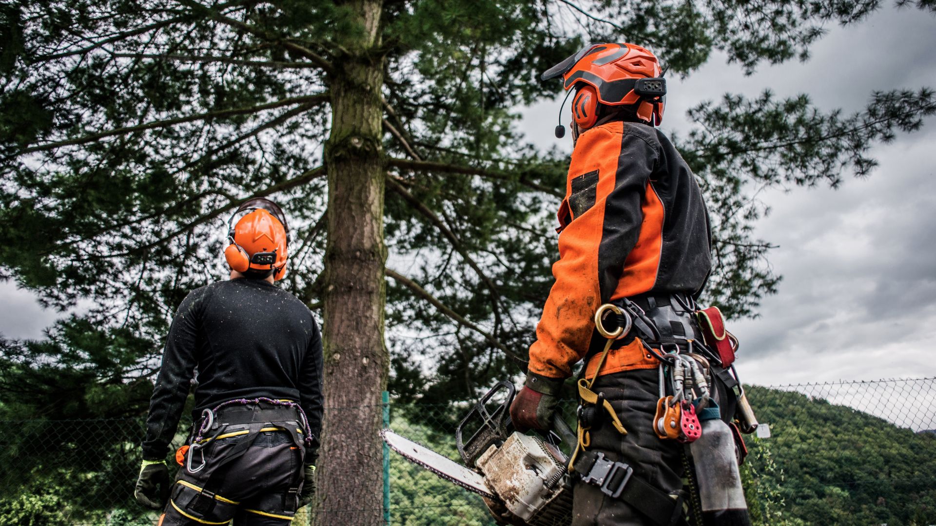 Jers-tree-care-Regular-Tree-Health-Inspections in Brantford